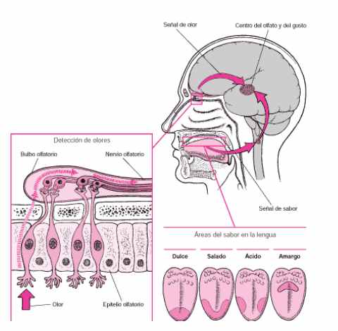 olfato